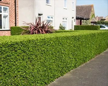 Hedge Trimming